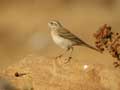 Pipit rousseline Anthus campestris