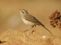 Pipit rousseline Anthus campestris