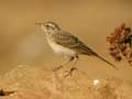 Pipit rousseline Anthus campestris