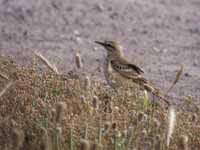 Pipit rousseline Anthus campestris