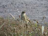 Pipit rousseline Anthus campestris