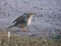 Pipit rousseline Anthus campestris