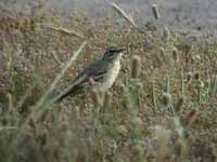 Pipit rousseline Anthus campestris