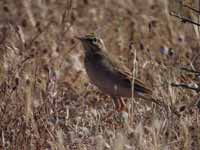 Pipit rousseline Anthus campestris