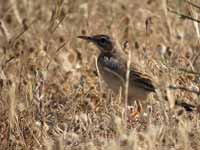 Pipit rousseline Anthus campestris