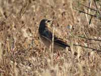 Pipit rousseline Anthus campestris