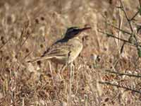 Pipit rousseline Anthus campestris