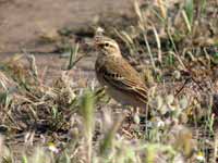 Pipit rousseline Anthus campestris