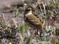 Pipit rousseline Anthus campestris