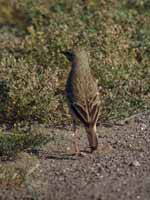 Pipit rousseline Anthus campestris