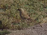 Pipit rousseline Anthus campestris