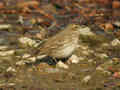 Pipit spioncelle Anthus spinoletta