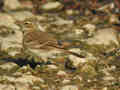 Pipit spioncelle Anthus spinoletta