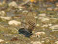 Pipit spioncelle Anthus spinoletta