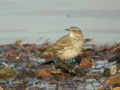 Pipit spioncelle Anthus spinoletta