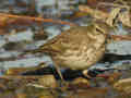 Pipit spioncelle Anthus spinoletta