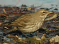 Pipit spioncelle Anthus spinoletta