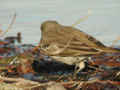 Pipit spioncelle Anthus spinoletta