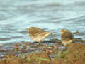 Pipit spioncelle Anthus spinoletta