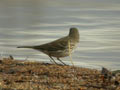 Pipit spioncelle Anthus spinoletta