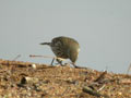 Pipit spioncelle Anthus spinoletta