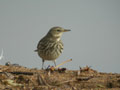 Pipit spioncelle Anthus spinoletta