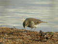 Pipit spioncelle Anthus spinoletta