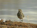 Pipit spioncelle Anthus spinoletta