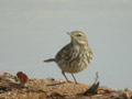 Pipit spioncelle Anthus spinoletta