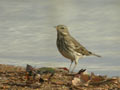 Pipit spioncelle Anthus spinoletta