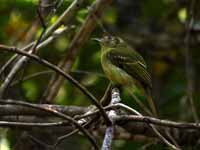 Pipromorphe à tête brune Leptopogon amaurocephalus