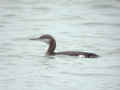 Plongeon arctique Gavia arctica