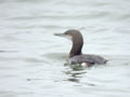 Plongeon arctique Gavia arctica