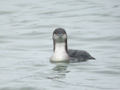 Plongeon arctique Gavia arctica