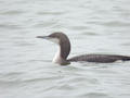 Plongeon arctique Gavia arctica