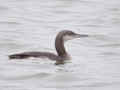 Plongeon arctique Gavia arctica