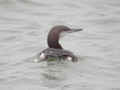 Plongeon arctique Gavia arctica