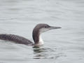 Plongeon arctique Gavia arctica