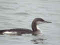 Plongeon arctique Gavia arctica