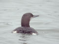 Plongeon arctique Gavia arctica