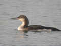 Plongeon arctique Gavia arctica