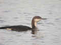 Plongeon arctique Gavia arctica