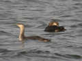 Plongeon arctique Gavia arctica