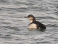 Plongeon arctique Gavia arctica