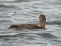 Plongeon arctique Gavia arctica