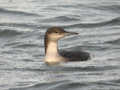 Plongeon arctique Gavia arctica