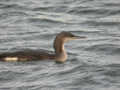 Plongeon arctique Gavia arctica