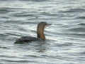 Plongeon arctique Gavia arctica