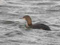 Plongeon arctique Gavia arctica