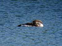 Plongeon arctique Gavia arctica